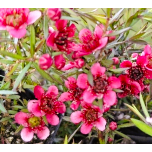 Leptospermum Crimson Cascade 1 Plants Red Flowering Native Groundcover